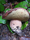 A mushroom with an reddish-brown cap that is curled upwards to reveal a cream-coloured porous underside that somewhat resembles a sponge. The thick stem has a pinkish hue, and its thickness is a little less than half of the cap's diameter. The mushroom has been pulled from the ground and the end of its stem is a whitish colour, and is embedded with dirt and other small twigs.