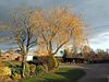 Broomhall - Trees at the Road Junction.jpg