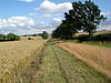 Footpath alongside wheatfield - geograph.org.uk - 497558.jpg
