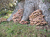Swettenham - Fungi.jpg