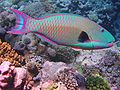Bicolor parrotfish.JPG