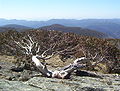 Eucalyptus niphophila - Mount Ginini - Namadgi National Park.jpg