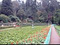 Government Botanical Gardens, Udagamandalam.jpg