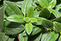 Helianthemum nummularium - leafs (aka).jpg