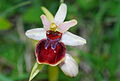Ophrys sphegodes, Folkestone 1.JPG