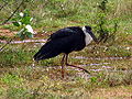 Wooly necked stork 3.jpg