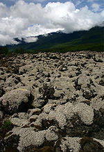 A field of rock covered with moss in a mountainous area.