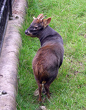 A small deer standing in grass in an open grassed pen in a zoo