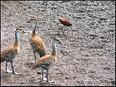 A group of West Indian whistling ducks and a Jacana