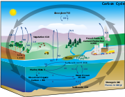 Diagram of the carbon cycle