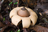 A light brown spherical sac with a pointy dark-brown "beak" on top. The sac is resting on thick, smooth-surfaced fleshy rays that curl downwards and raise the sac above the ground. On the ground are pieces of decaying wood, twigs and leaves.
