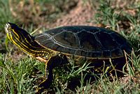 A western painted turtle standing in grass, with neck extended