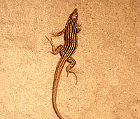 A small brown lizard with yellow stripes standing on a tan substrate.