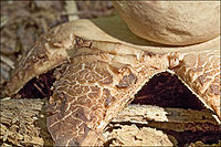 A close-up of a pointed ray of fungus tissue at the base of a tan spherical object. The surface of the ray is brown, and due to numerous cracks and fissures, has a pattern of block-like areas similar to cracked dried mud.