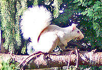 Whitesquirrel.jpg