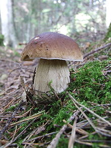 A mushroom with a brown smooth cap the shape of a halved sphere, atop a thick, dirty white stem. The mushroom is growing on a sloping patch of ground amongst moss, twigs and other forest debris; trees can be faintly seen in the background.