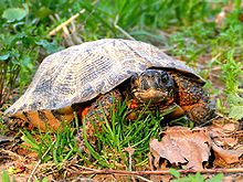 A large male wood turtle standing on grass facing the viewer.