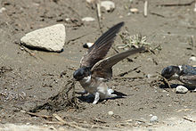 Bird with blue head, brown wings and white underparts on the ground pulling up muddy grass with its wings spread. Another such bird is to the right, with its beak, also pulling up grass.
