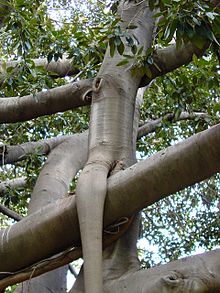Ficus macrophylla017.jpg