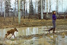 A young woman in rubber boots is walking through a muddy clearing in a wood at Kostroma Moose Farm followed by a very young moose, struggling to keep up