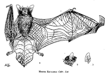 Drawing of a bat, seen from below, with its right wing folded. The head and ear are shown separately.