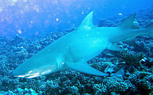 a large shark with sickle-shaped pectoral fins and two dorsal fins of nearly equal size, swimming just over a coral reef