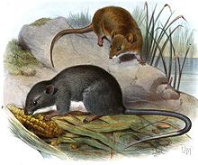 A brown rat on a rock above and a gray rat eating corn below.