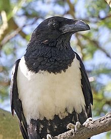 Pied Crow (Corvus albus) closeup from front.jpg