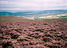 Ground cover purple coloured plants, with hills in the background on Exmoor which is common land.