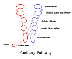 Aud pathway.png