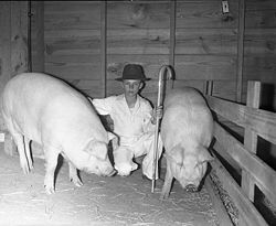A boy with two Chester Whites raised as part of 4-H in Texas, circa 1940