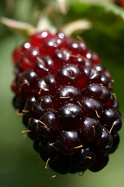 A close up of a boysenberry
