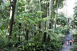 A section of the Fern Gully in the Royal Botanic Gardens