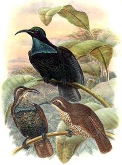 Illustration by Richard Bowdler Sharpe of a group of three Paradise Riflebirds perched on branches