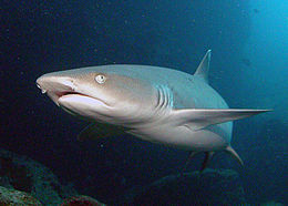 Photo of a swimming whitetip reef shark, facing three-quarters towards the camera