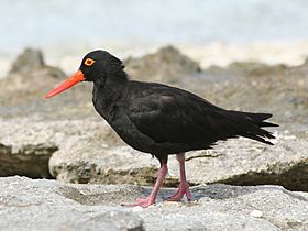 Sooty Oystercatcher standing on rocks