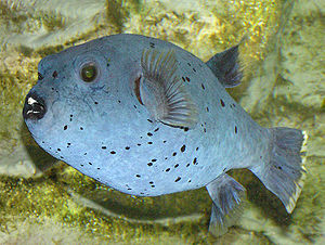 A Dogface Pufferfish