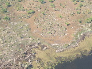 Aerial view of deforestation. Dead trees lay scattered about the ground.