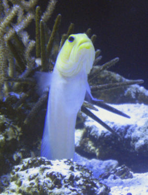 A Yellowhead jawfish