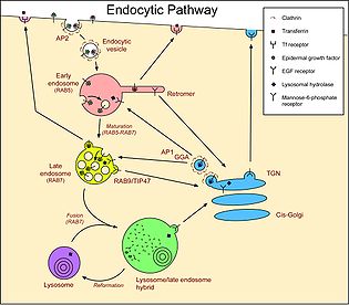 animal cell endocytic pathway