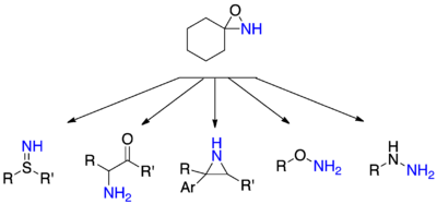 Selected amination reactions with oxaziridine