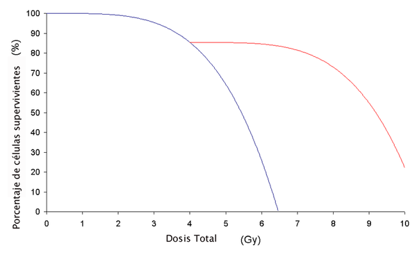 This is a graph showing the effect of fractionation on the ability of gamma rays to cause cell death. The blue line is for cells which were not given a chance to recover; the red line is for cells which were allowed to stand for a time and recover.