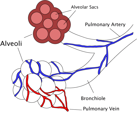 arteries of heart diagram. pulmonary artery pressure