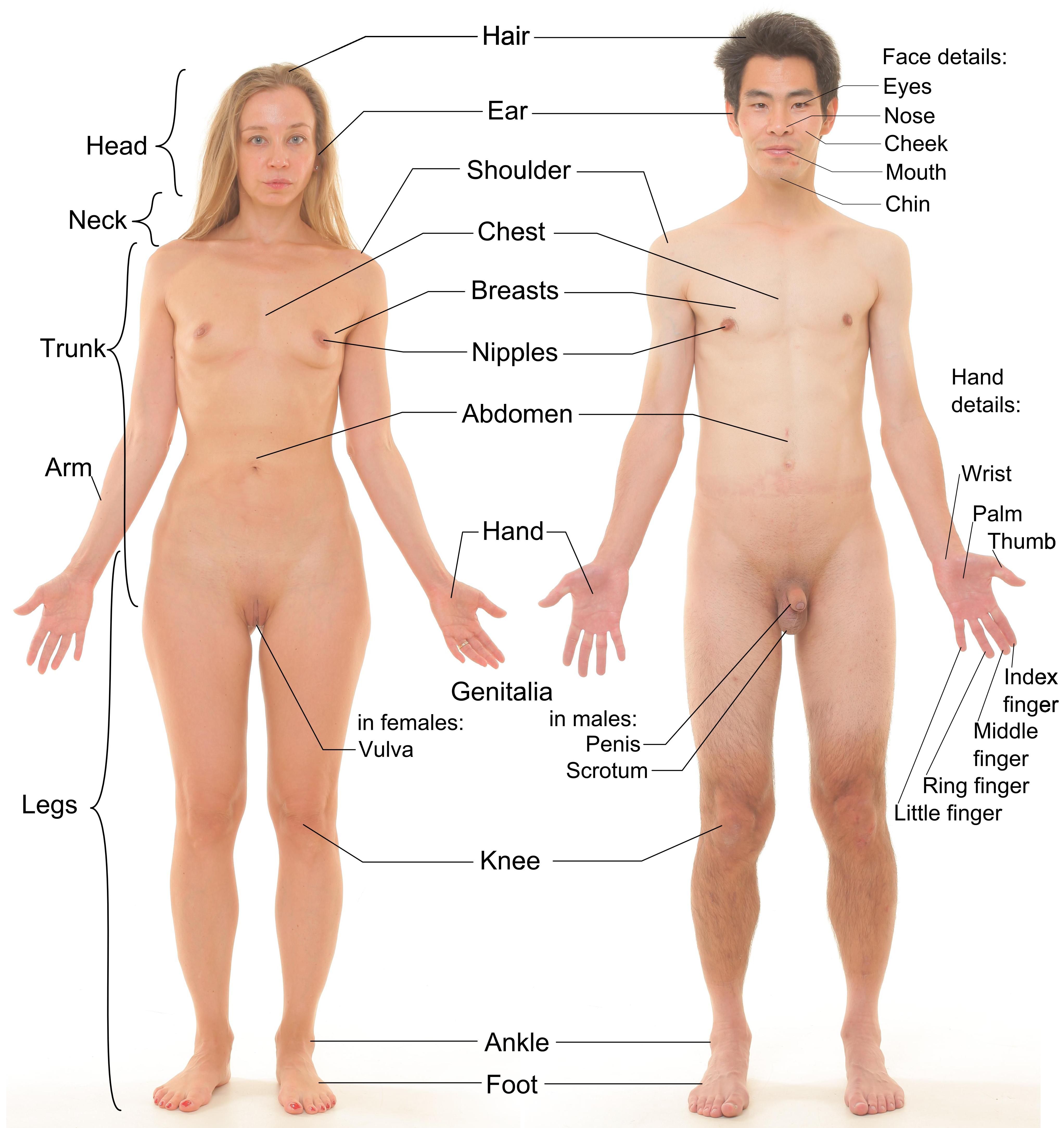 Naked Female Body Parts 4