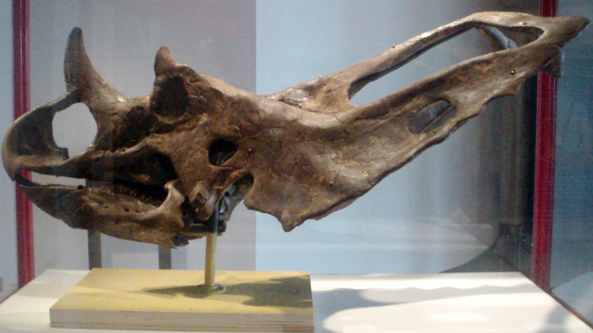 ChasmosaurusBelli-Skull_RoyalOntarioMuseum.png