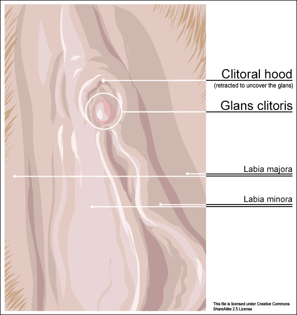 Clitoral hood. Infobox Anatomy Name = Clitoral hood