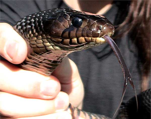 Indigo Snake