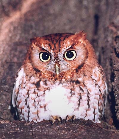 Pictures Of Cuban Screech Owl - Free Cuban Screech Owl pictures 