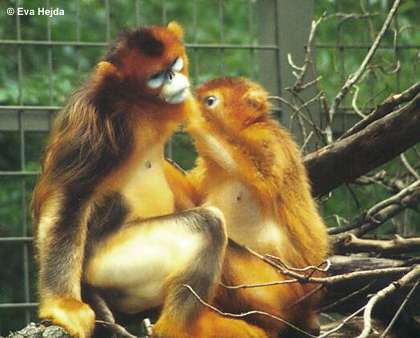 Tonkin Snub Nosed Langur. name = Snub-nosed monkeys