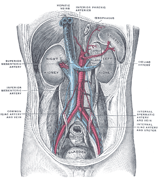 aorta and its branches.